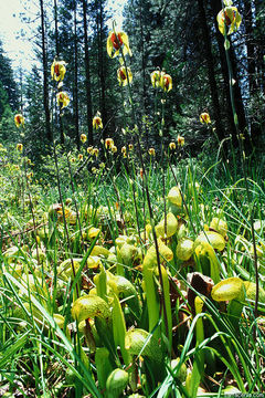 Image of California pitcherplant