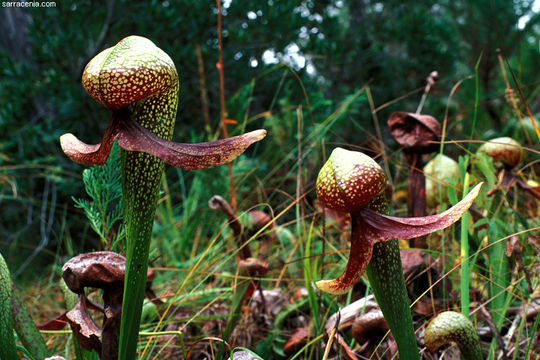 Image of California pitcherplant