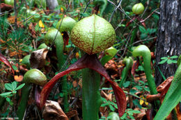 Image of California pitcherplant