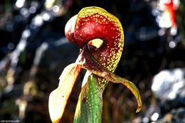 Image of California pitcherplant