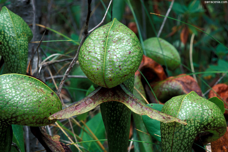 Image of California pitcherplant