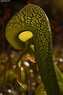 Image of California pitcherplant