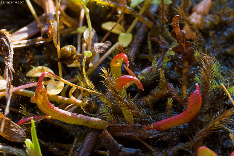 Image of California pitcherplant