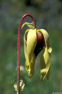 Image of California pitcherplant