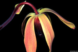 Image of California pitcherplant