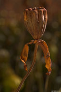 Image of California pitcherplant