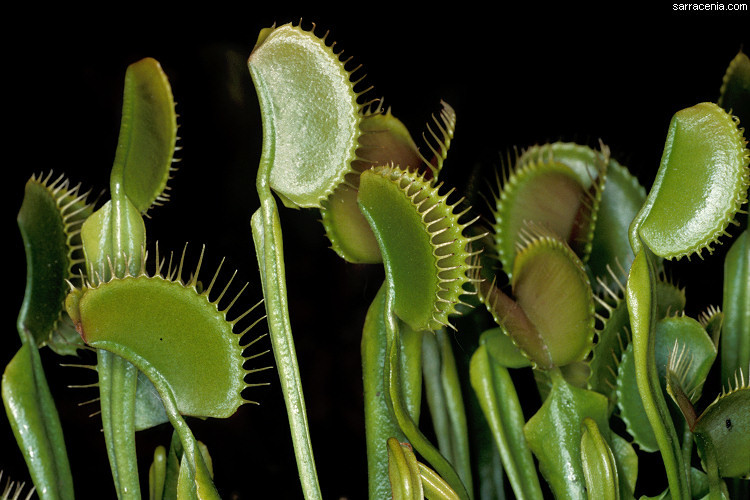 Image of Venus flytrap