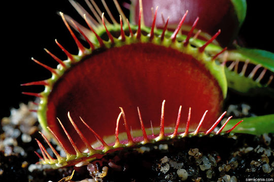 Image of Venus flytrap