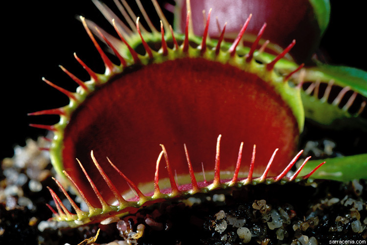 Image of Venus flytrap