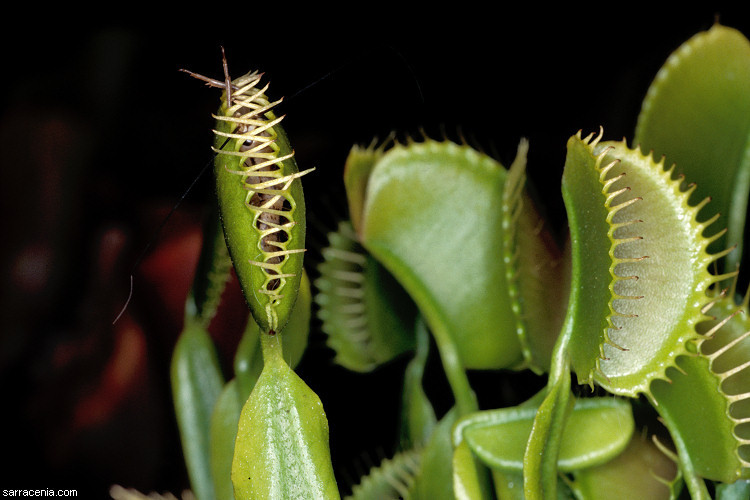 Imagem de Dionaea muscipula Ellis