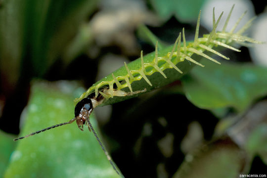 Image of Venus flytrap