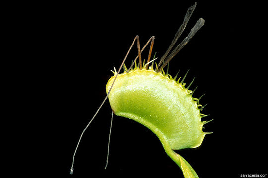 Imagem de Dionaea muscipula Ellis