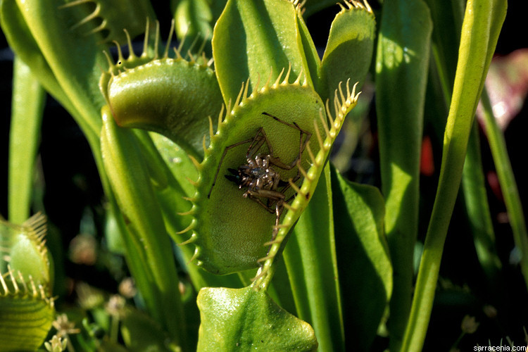 Image of Venus flytrap