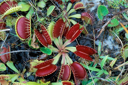 Image of Venus flytrap