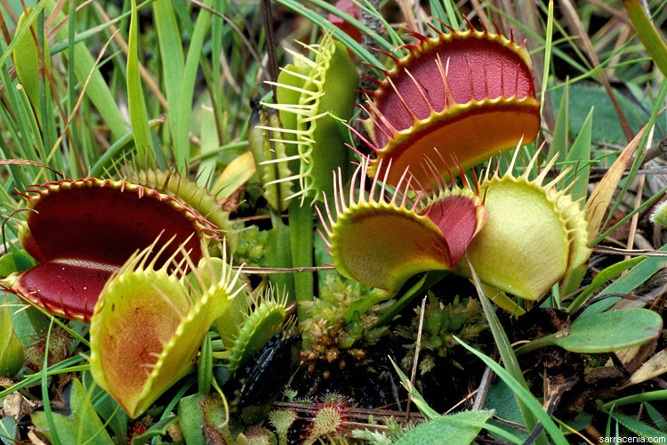 Image of Venus flytrap