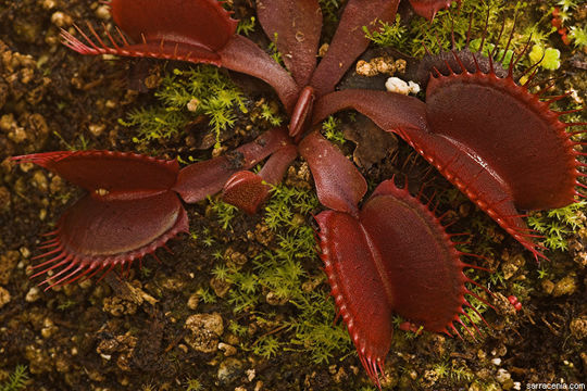 Image of Venus flytrap