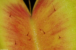 Image of Venus flytrap