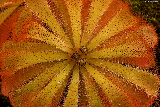 Imagem de Drosera aliciae R. Hamet