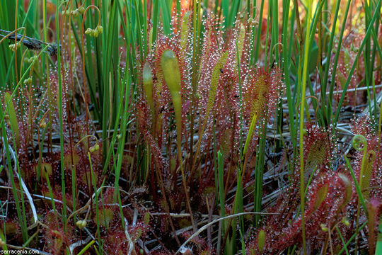 صورة Drosera anglica Huds.