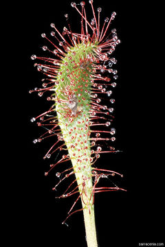 صورة Drosera anglica Huds.