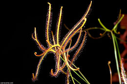 Image of Drosera binata Labill.