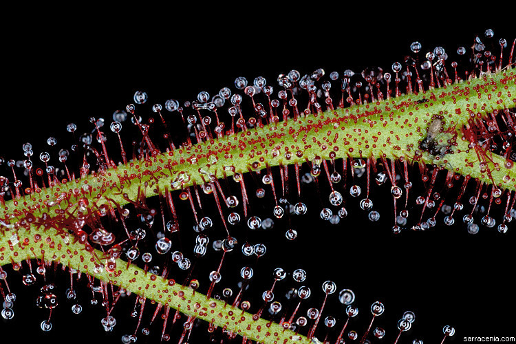 Image of Drosera binata Labill.