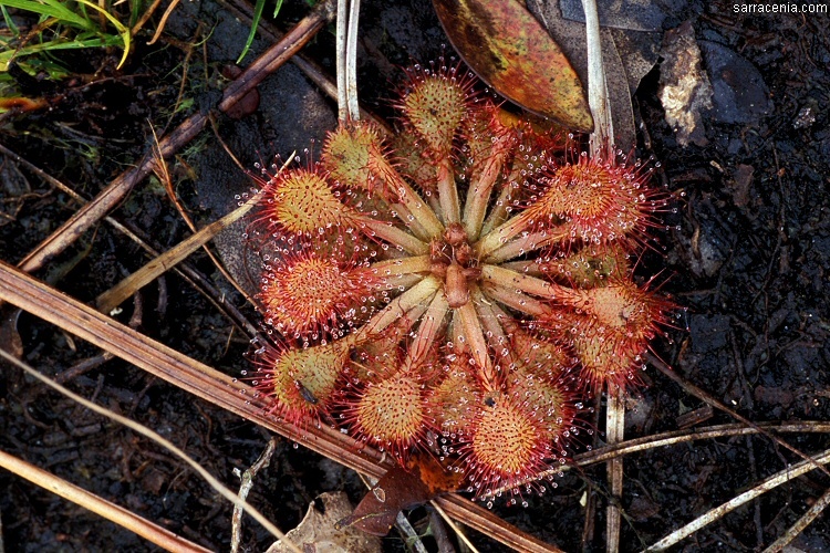 صورة Drosera capillaris Poir.