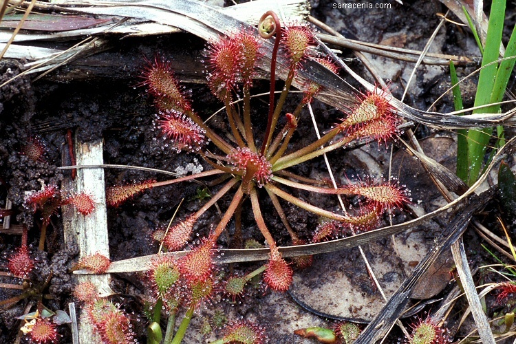 صورة Drosera capillaris Poir.