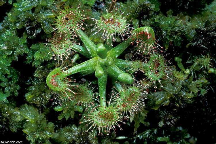 Image of Common Sundew