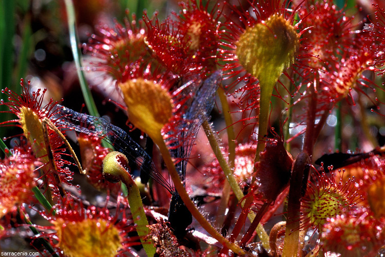 Image of Common Sundew