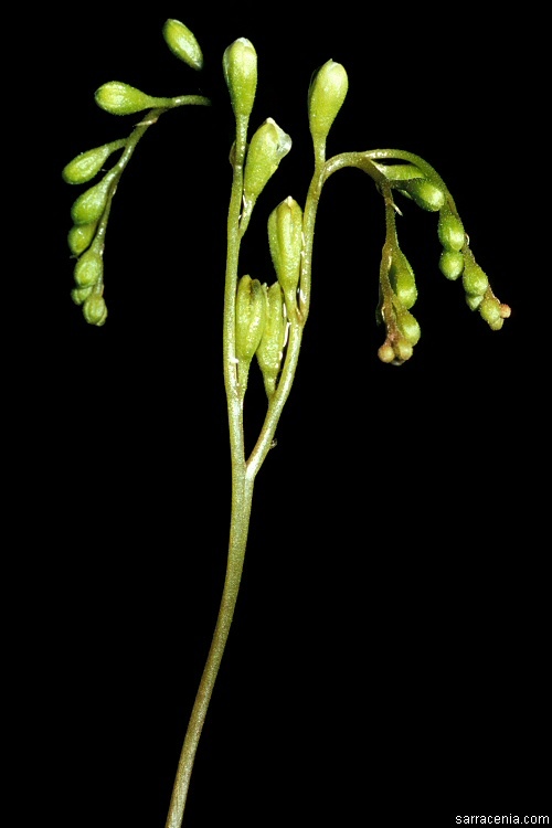 Image of Common Sundew