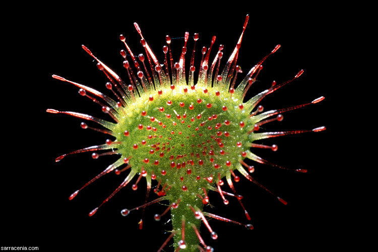 Image of Common Sundew