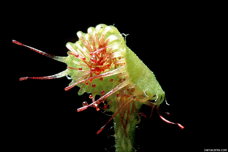 Image of Common Sundew