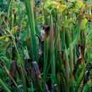 Image of <i>Sarracenia <i>alabamensis</i></i> ssp. alabamensis