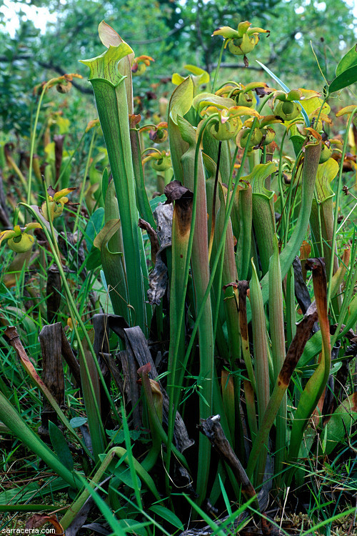 Image of <i>Sarracenia <i>alabamensis</i></i> ssp. alabamensis