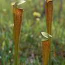Image of Sarracenia alata (Alph. Wood) Alph. Wood