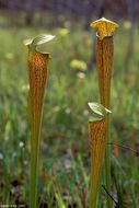 Image of Yellow Trumpets