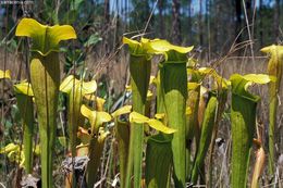 Image of Yellow Trumpets