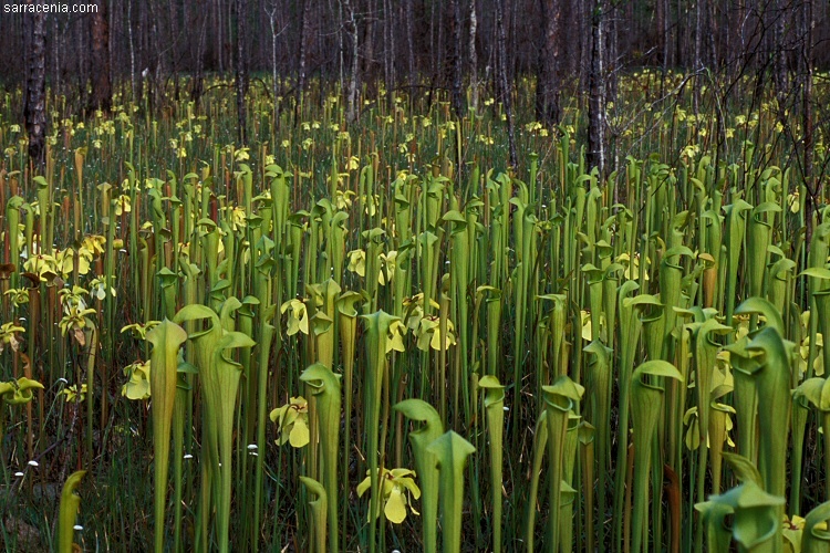 Image of Yellow Trumpets