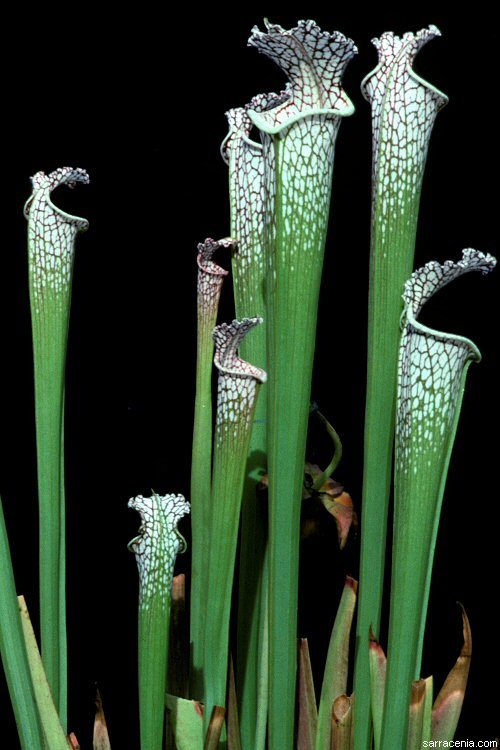 Image of crimson pitcherplant