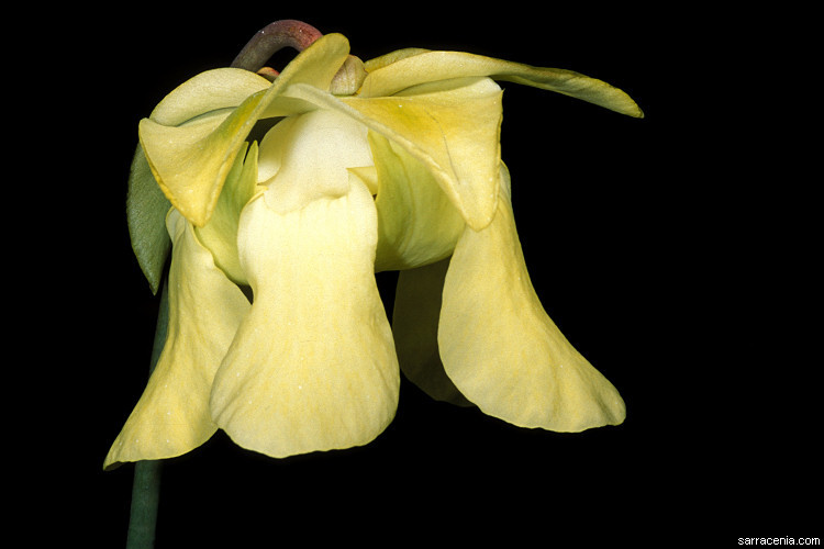 Image of Yellow Trumpets