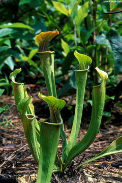 Image of Green Pitcherplant