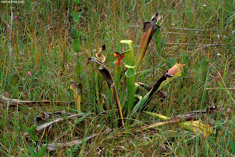 Image of Green Pitcherplant