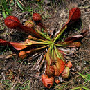 Image of parrot pitcherplant