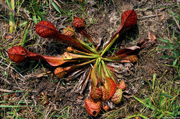 Plancia ëd Sarracenia psittacina Michx.