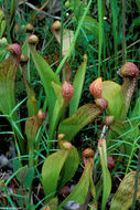 Image of parrot pitcherplant