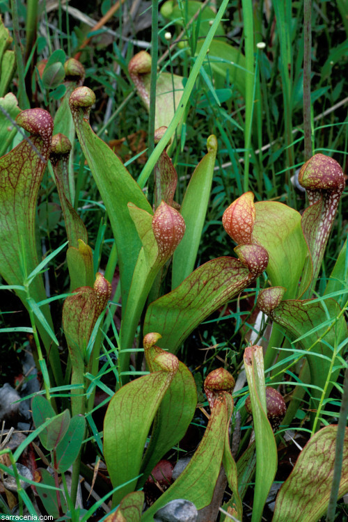 Plancia ëd Sarracenia psittacina Michx.