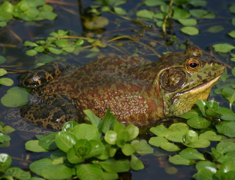 Image of American Bullfrog