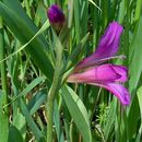 Image of Common Sword Lily