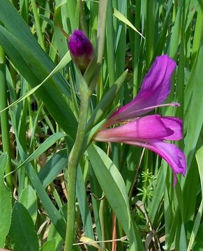 Imagem de Gladiolus italicus Mill.